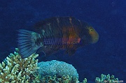 Cheilinus quinquecinctus Labre a poitrine rouge-Safaga Middle reef-5m-20171124-Denis-ADER-DSC_3909_tn